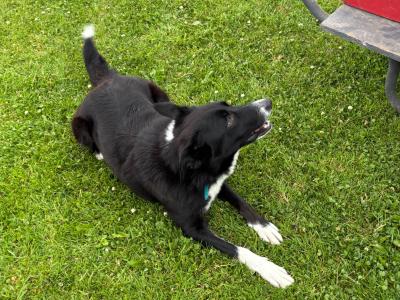 Border Collie puppies in Cavan