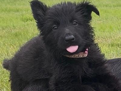 German Shepherd puppies in Tipperary
