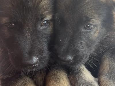 German Shepherd puppies in Tipperary