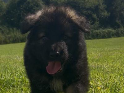 Current Best of Breed National Champion Elite German Shepherd puppies.Parents Hip Scored