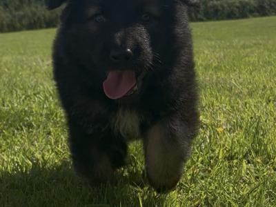 German Shepherd puppies in Tipperary