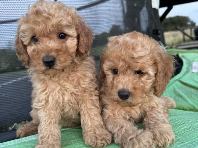 Cavapoo puppies in Kilkenny