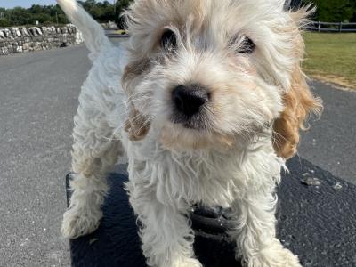 Cavapoo puppies in Kilkenny