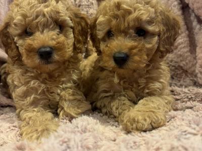 Cavapoo puppies in Kilkenny