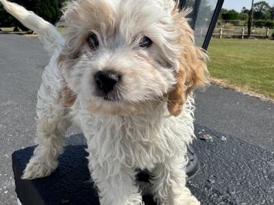 Cavapoo puppies in Kilkenny