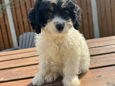 Cavapoo puppies in Kilkenny