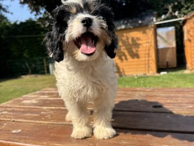 Cavapoo puppies in Kilkenny