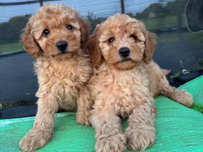 Cavapoo puppies in Kilkenny