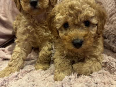 Cavapoo puppies in Kilkenny