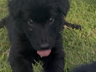 German Shepherd puppies in Tipperary