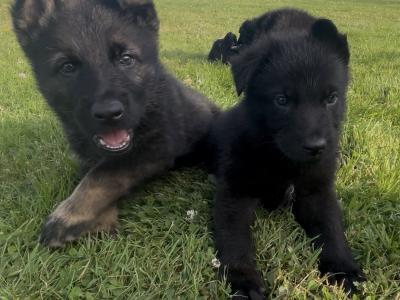 German Shepherd puppies in Tipperary