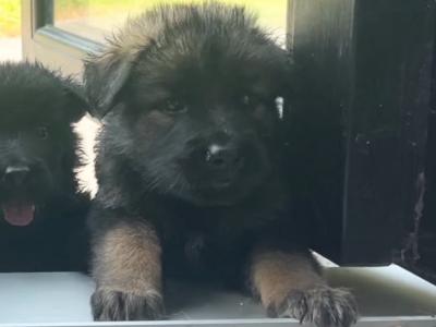 Current Best of Breed National Champion Elite German Shepherd puppies.Parents Hip Scored