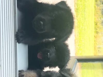 German Shepherd puppies in Tipperary