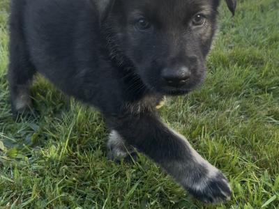 German Shepherd puppies in Tipperary