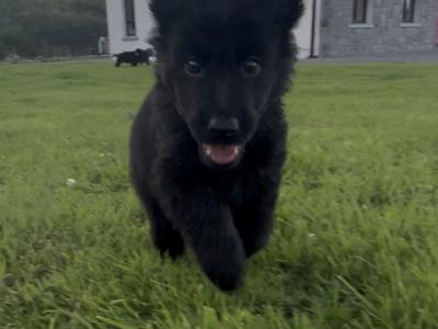 German Shepherd puppies in Tipperary