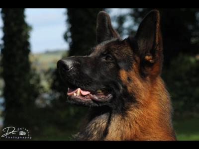 German Shepherd puppies in Tipperary