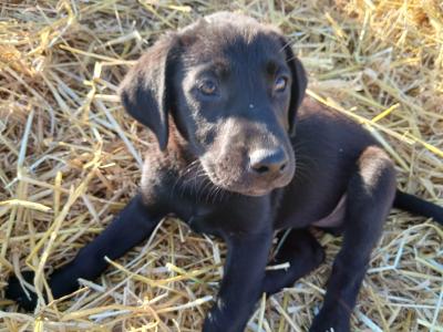 Chunky Black Labrador puppies in Meath