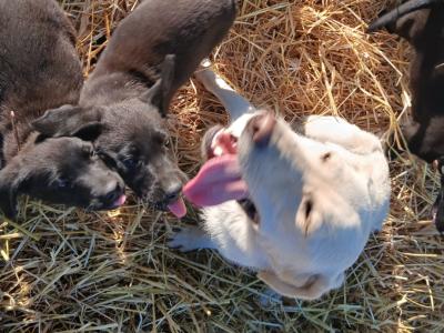 Chunky Black Labrador puppies in Meath