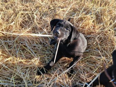 Chunky Black Labrador puppies in Meath