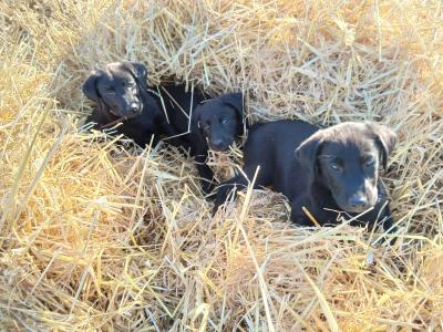Chunky Black Labrador puppies in Meath