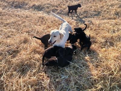 Chunky Black Labrador puppies in Meath