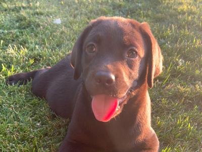 IKC Registered (Pending) Chocolate Labrador puppies