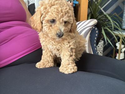 Beautiful Toy Maltipoo puppies for sale in Monaghan