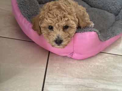 Beautiful Toy Maltipoo puppies for sale in Monaghan