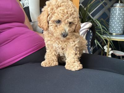 Beautiful Toy Maltipoo puppies for sale in Monaghan