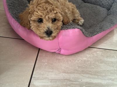Beautiful Toy Maltipoo puppies for sale in Monaghan