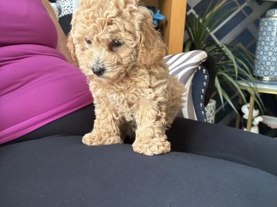 Beautiful Toy Maltipoo puppies for sale in Monaghan