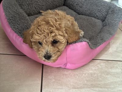 Beautiful Toy Maltipoo puppies for sale in Monaghan