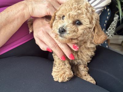 Beautiful Toy Maltipoo puppies for sale in Monaghan