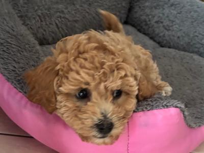 Beautiful Toy Maltipoo puppies for sale in Monaghan