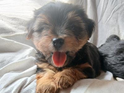 2 Miniature Yorkshire Terrier puppies in Wexford