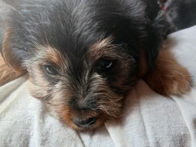 2 Miniature Yorkshire Terrier puppies in Wexford