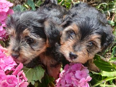 2 Miniature Yorkshire Terrier puppies in Wexford