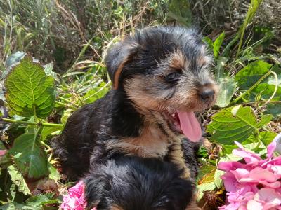 2 Miniature Yorkshire Terrier puppies in Wexford