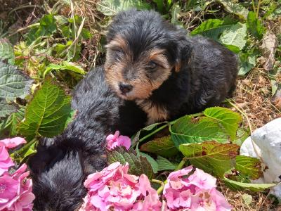 2 Miniature Yorkshire Terrier puppies in Wexford
