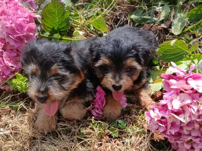 2 Miniature Yorkshire Terrier puppies in Wexford