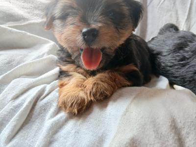 2 Miniature Yorkshire Terrier puppies in Wexford