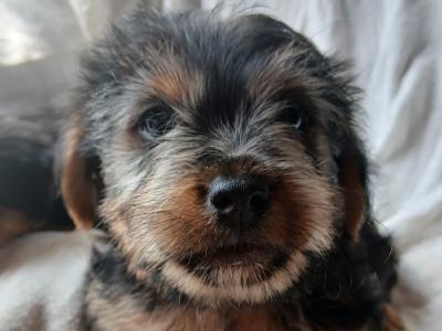 2 Miniature Yorkshire Terrier puppies in Wexford