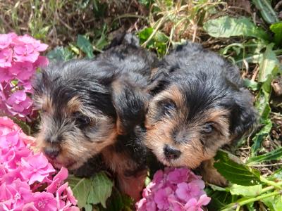 2 Miniature Yorkshire Terrier puppies in Wexford
