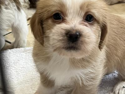 Maltese Cross puppies in Galway