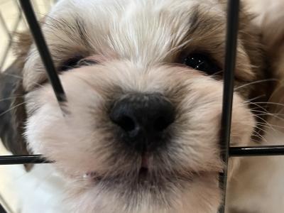 Maltese Cross puppies in Galway