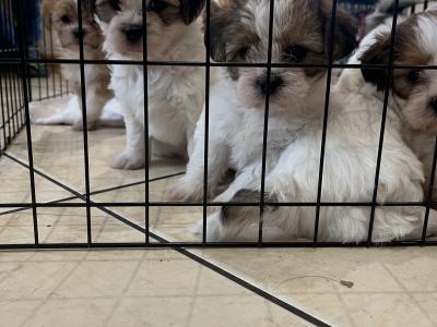 Maltese Cross puppies in Galway