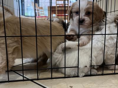Maltese Cross puppies in Galway