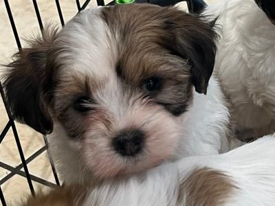 Maltese Cross puppies in Galway