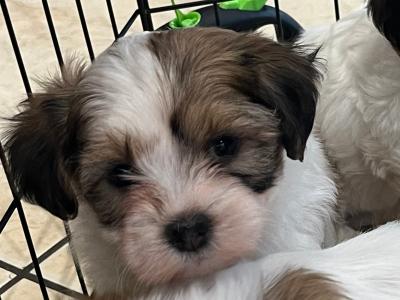 Maltese X puppies in Galway