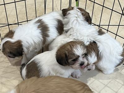 Maltese Cross puppies in Galway
